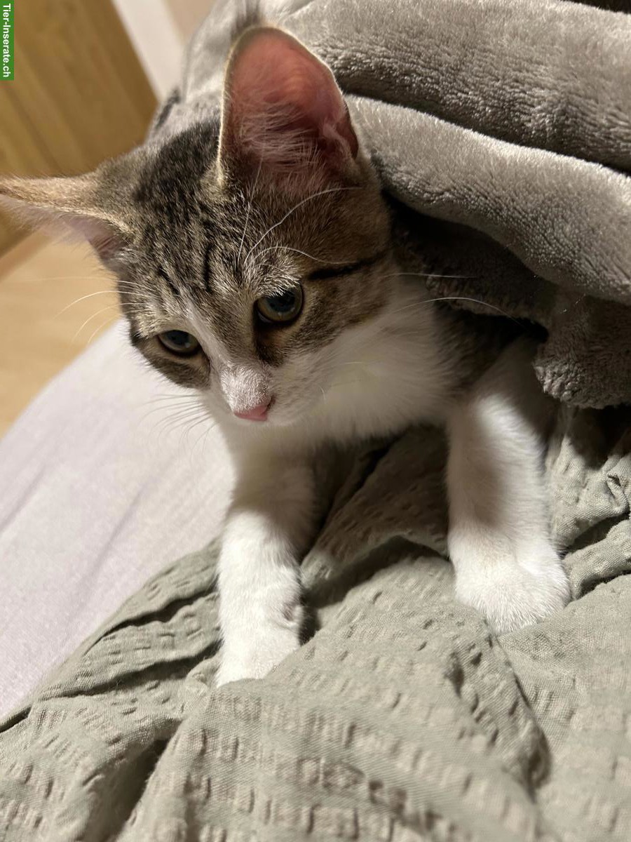 Junger Neva Masquarade Mix Kater