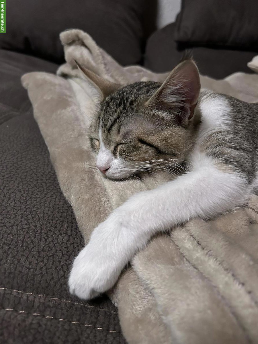 Bild 2: Junger Neva Masquarade Mix Kater