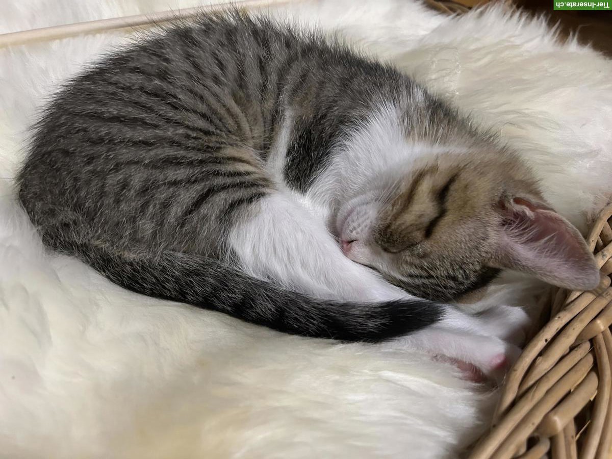 Bild 3: Junger Neva Masquarade Mix Kater