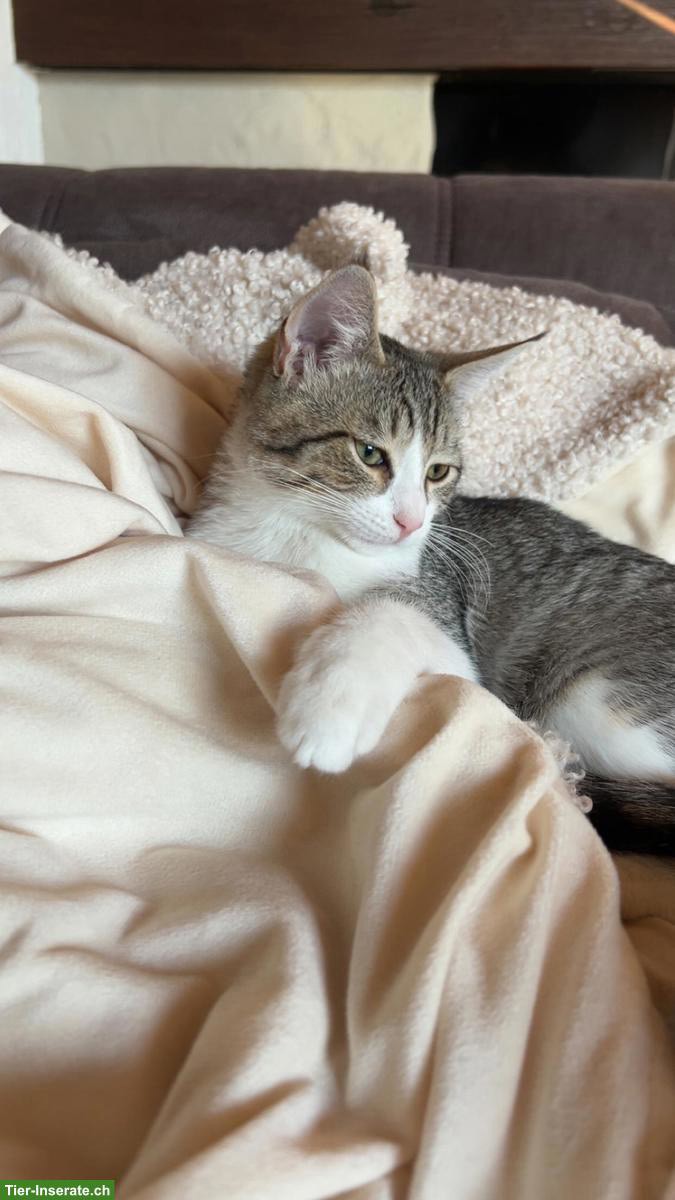 Bild 4: Junger Neva Masquarade Mix Kater