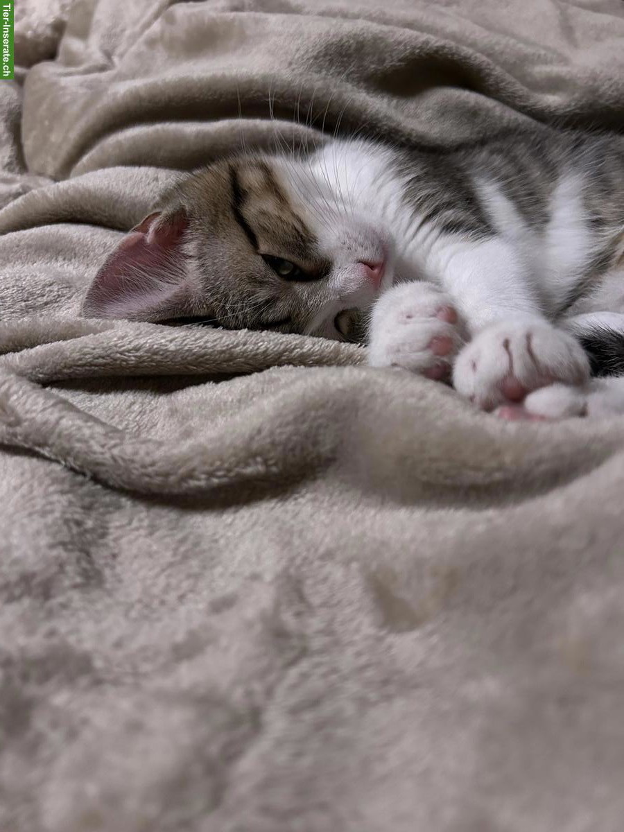 Bild 5: Junger Neva Masquarade Mix Kater