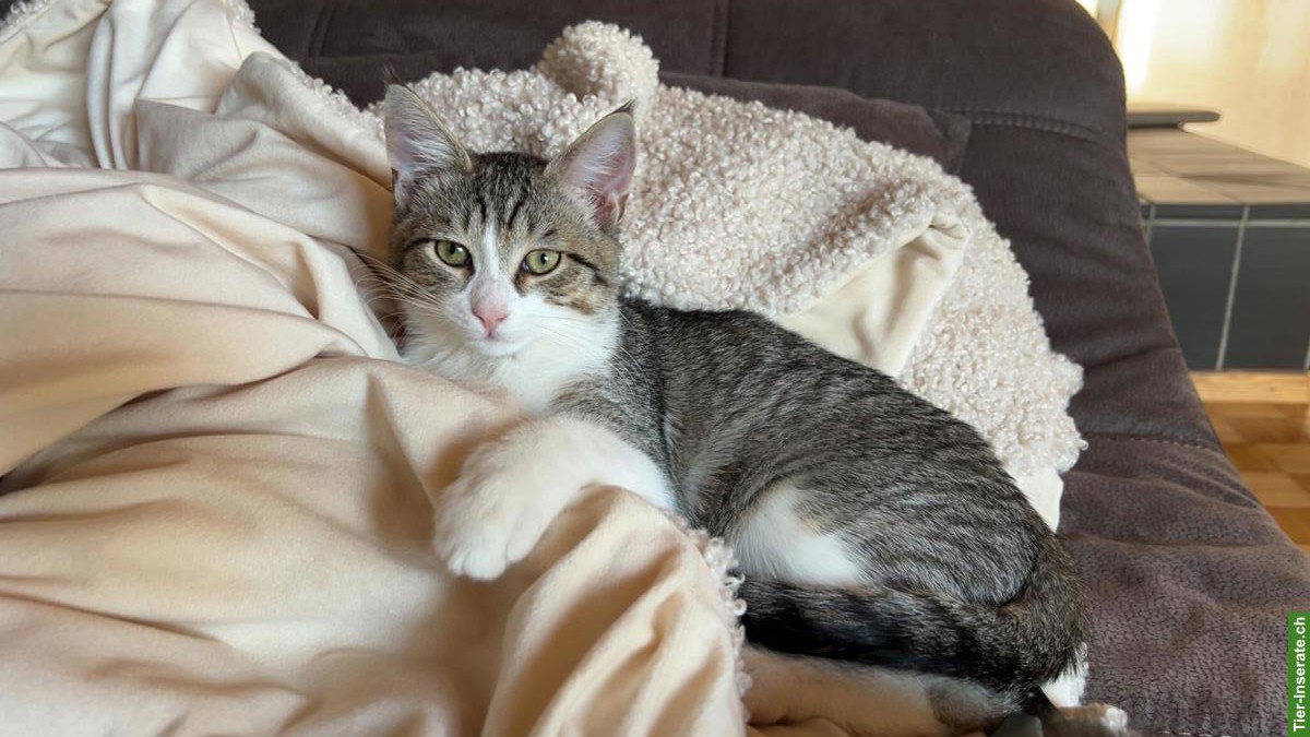 Bild 6: Junger Neva Masquarade Mix Kater