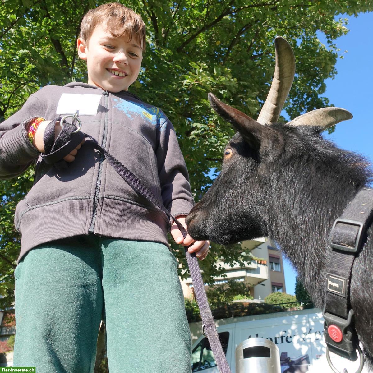 Bild 10: Suchen Fachperson Bildung/Tier 60-80% - GZ Wipkingen