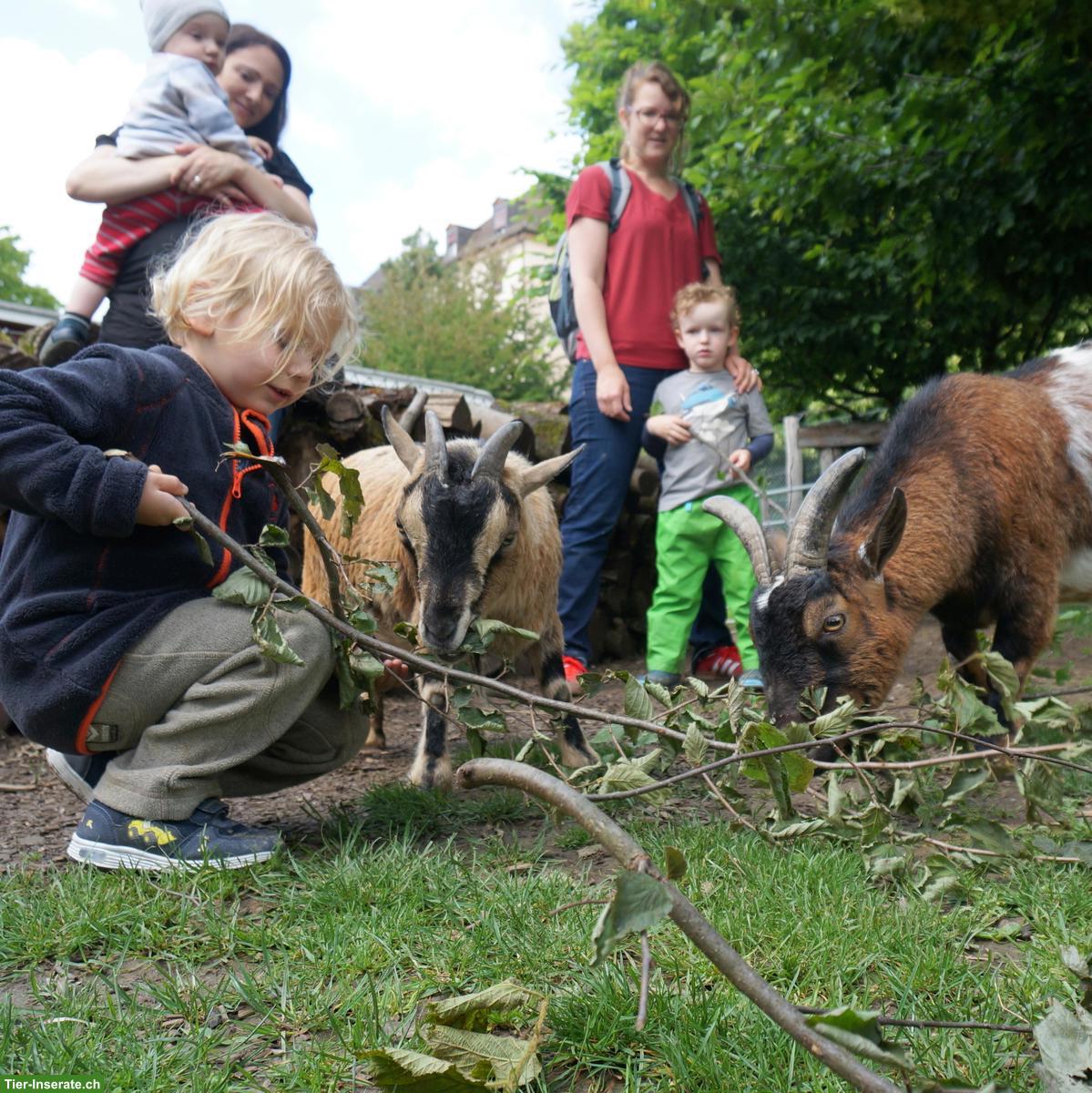 Bild 2: Suchen Fachperson Bildung/Tier 60-80% - GZ Wipkingen