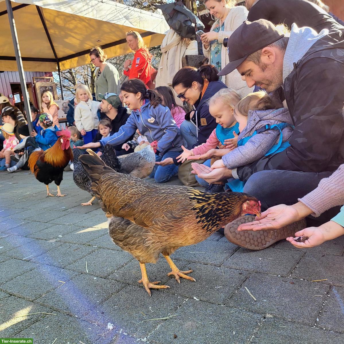 Bild 5: Suchen Fachperson Bildung/Tier 60-80% - GZ Wipkingen