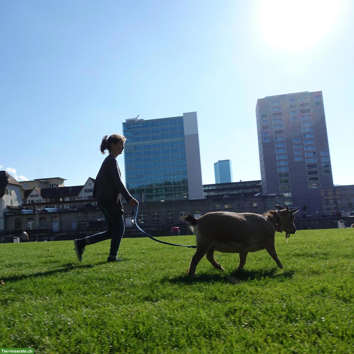 Bild 7: Suchen Fachperson Bildung/Tier 60-80% - GZ Wipkingen