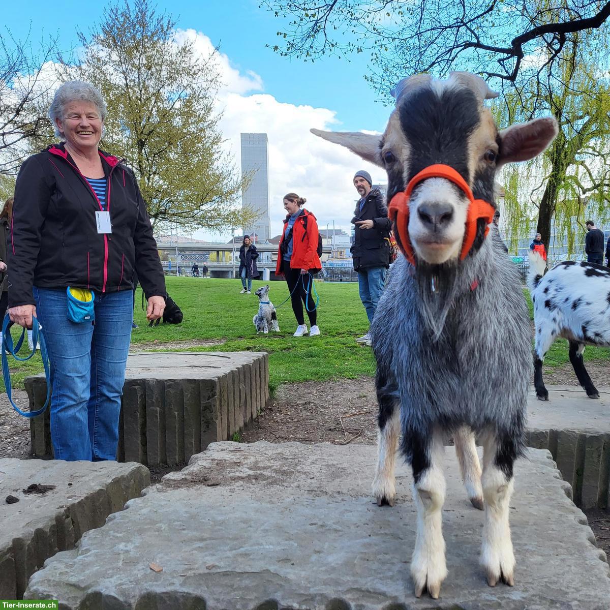 Bild 8: Suchen Fachperson Bildung/Tier 60-80% - GZ Wipkingen