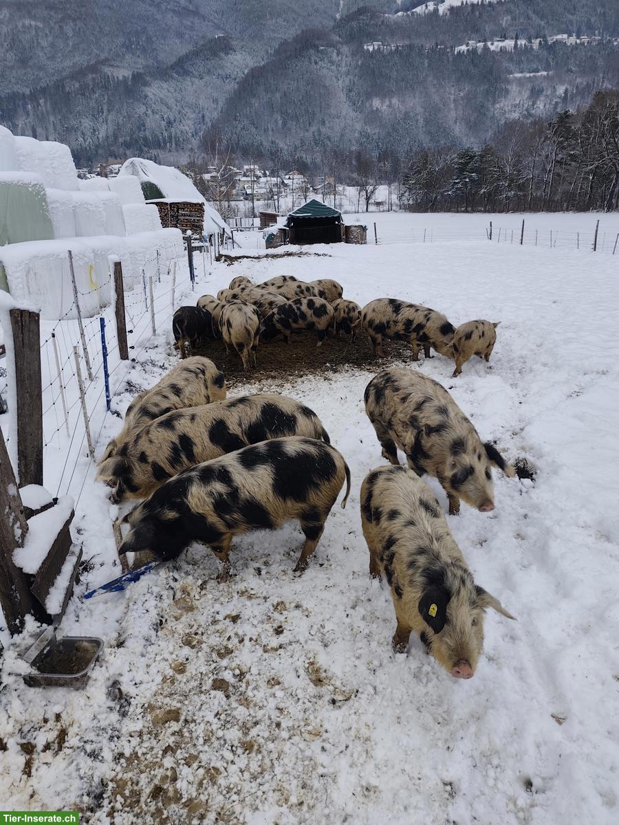 Turopolje Schweine zu verkaufen