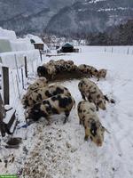 Turopolje Schweine zu verkaufen