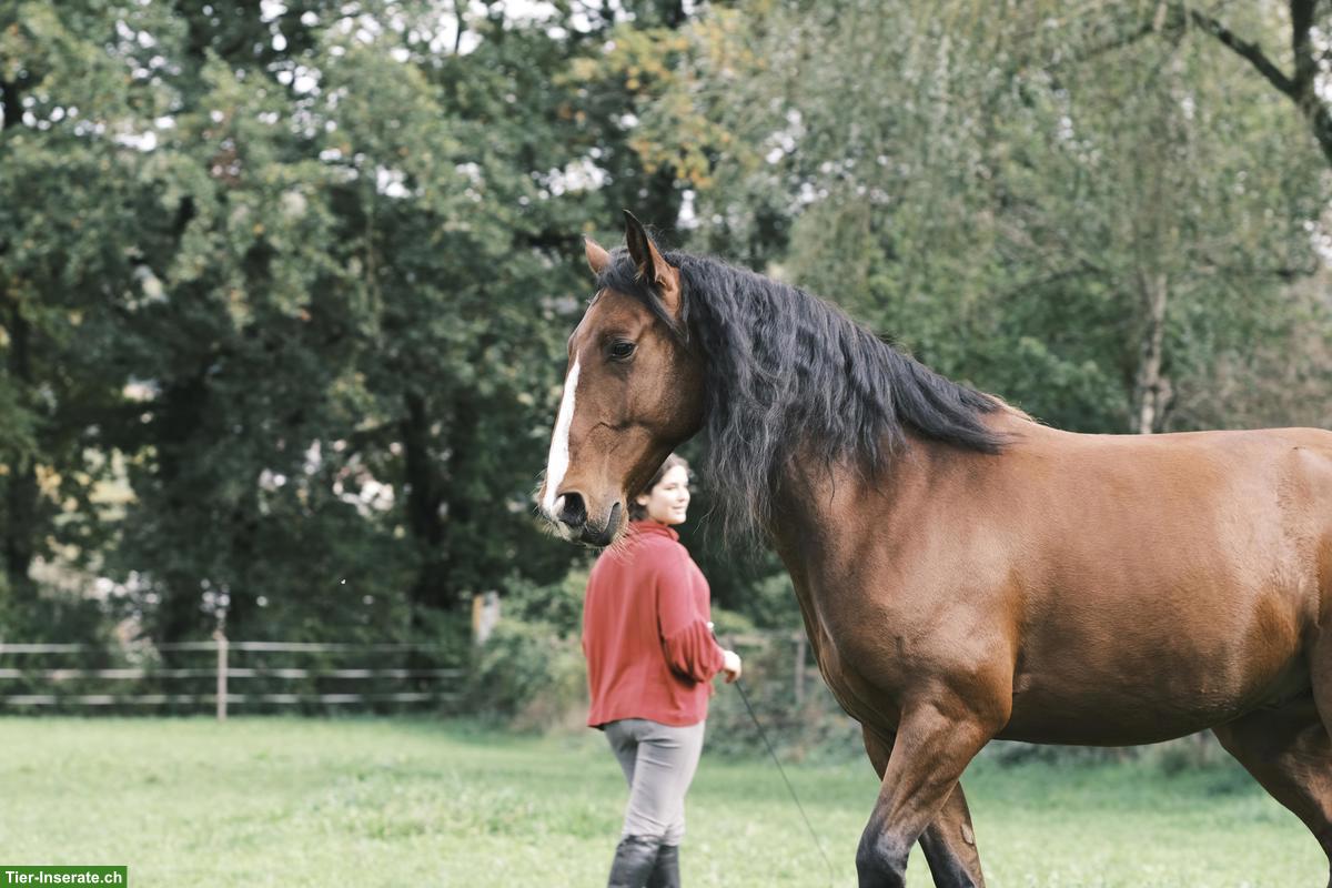Reitbeteiligung für Lusitano Wallach in Neuwiller FR (Grenze Basel)