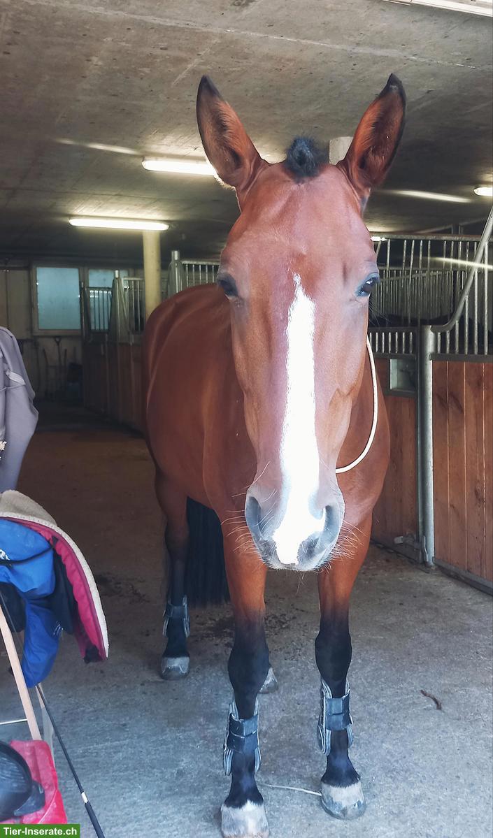 Bild 2: Reitbeteiligung für Lusitano Wallach in Neuwiller FR (Grenze Basel)