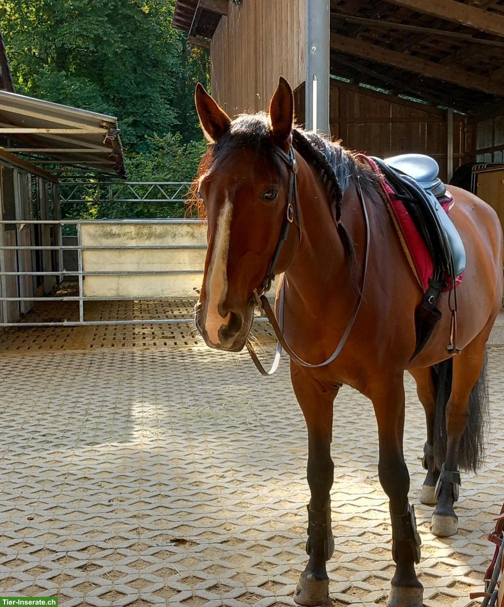 Bild 3: Reitbeteiligung für Lusitano Wallach in Neuwiller FR (Grenze Basel)