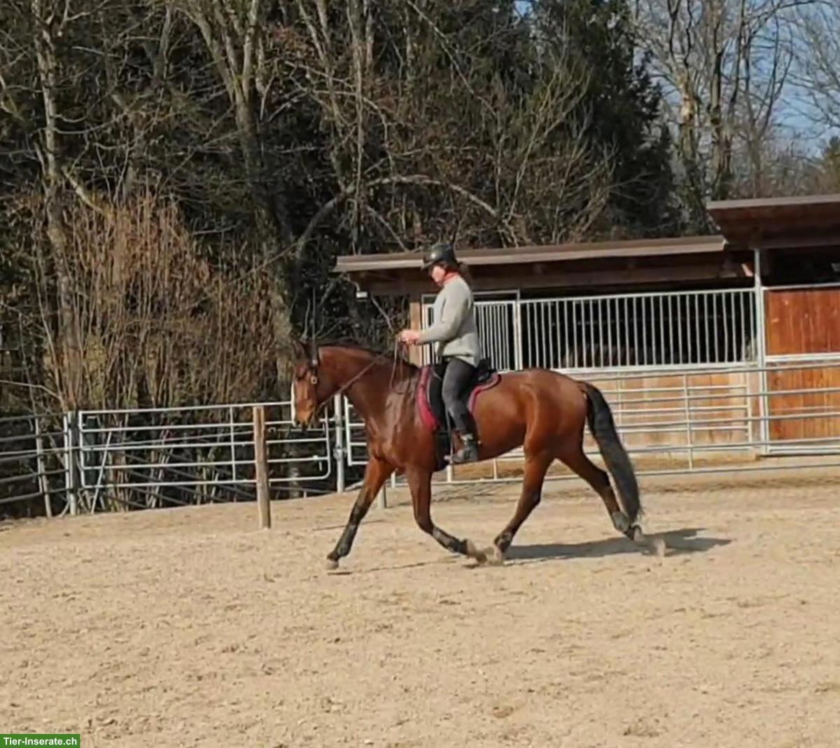 Bild 5: Reitbeteiligung für Lusitano Wallach in Neuwiller FR (Grenze Basel)