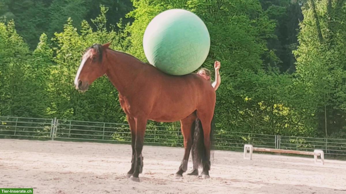 Bild 6: Reitbeteiligung für Lusitano Wallach in Neuwiller FR (Grenze Basel)