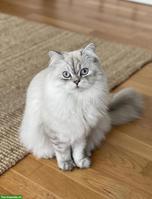 Junger BLH Kater, Tabby Colour Point, mit Stammbaum