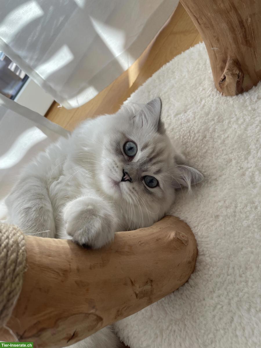 Bild 2: Junger BLH Kater, Tabby Colour Point, mit Stammbaum