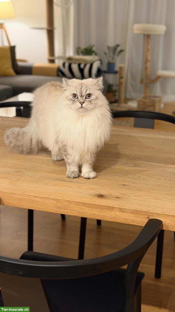 Bild 4: Junger BLH Kater, Tabby Colour Point, mit Stammbaum