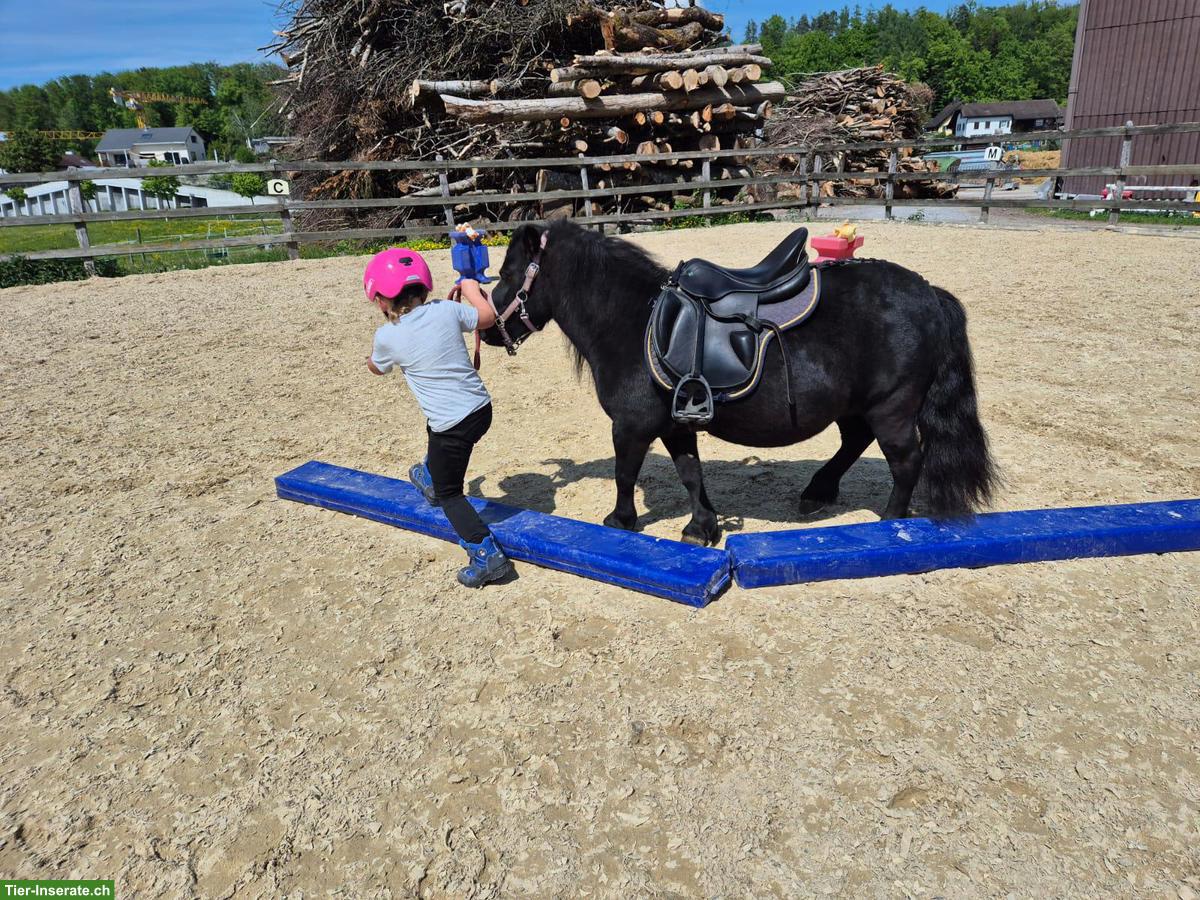 Suche ein Pony für Kinder