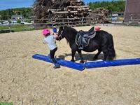 Suche ein Pony für Kinder