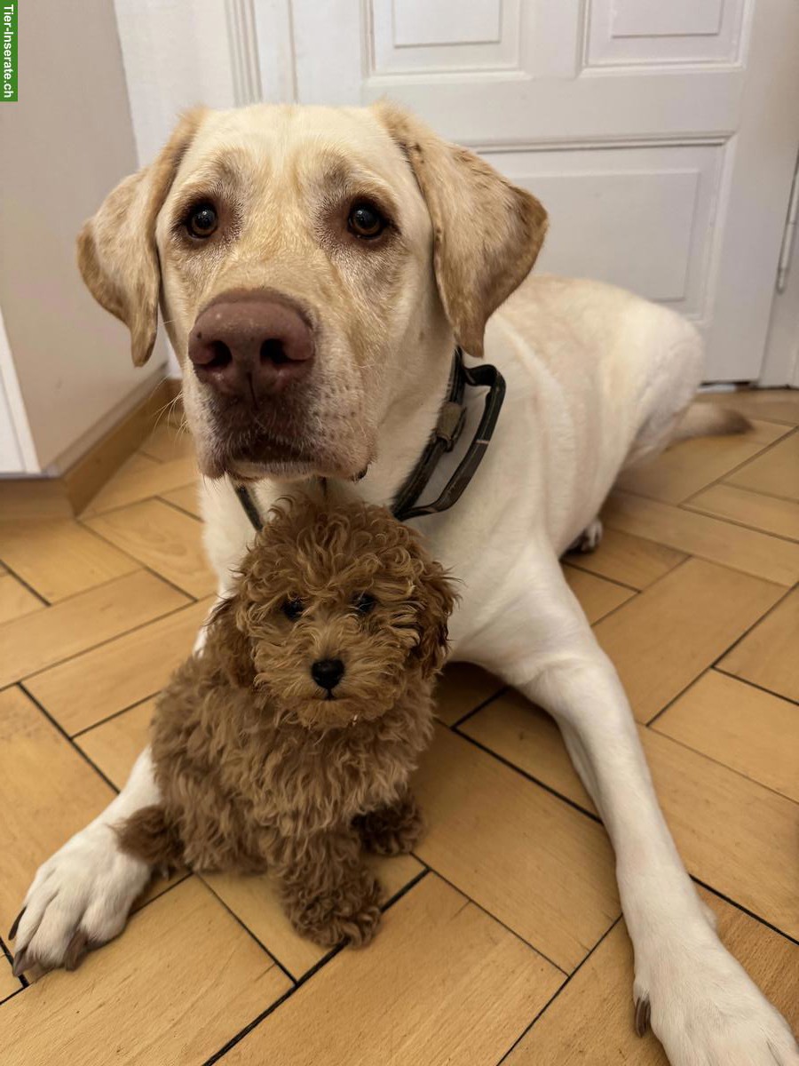 Bild 2: Wunderschöner grosser Labrador Rüde