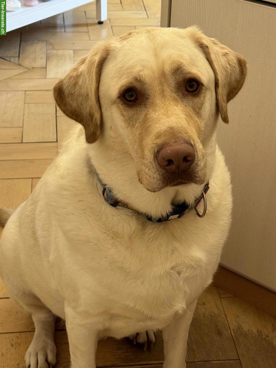 Bild 3: Wunderschöner grosser Labrador Rüde