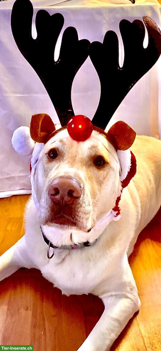 Bild 6: Wunderschöner grosser Labrador Rüde