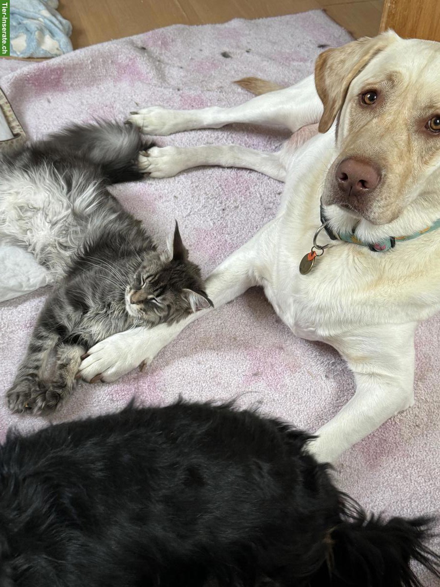 Bild 7: Wunderschöner grosser Labrador Rüde