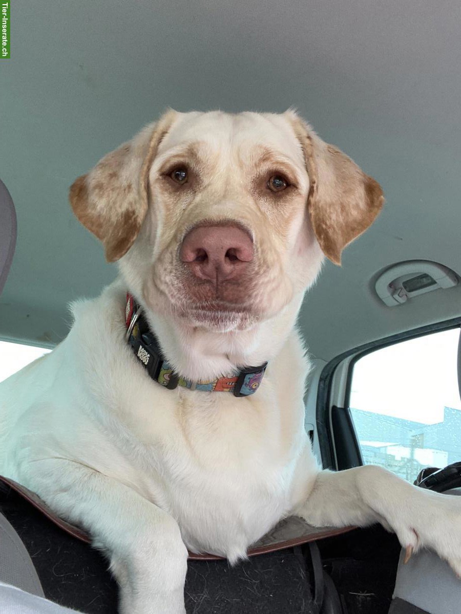 Bild 8: Wunderschöner grosser Labrador Rüde