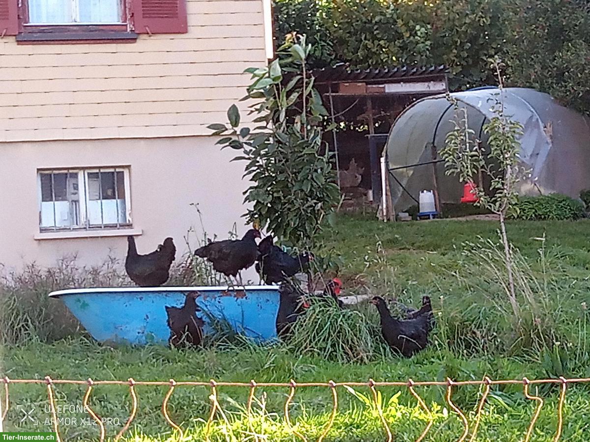 Jersey Giant Hennen zu verkaufen