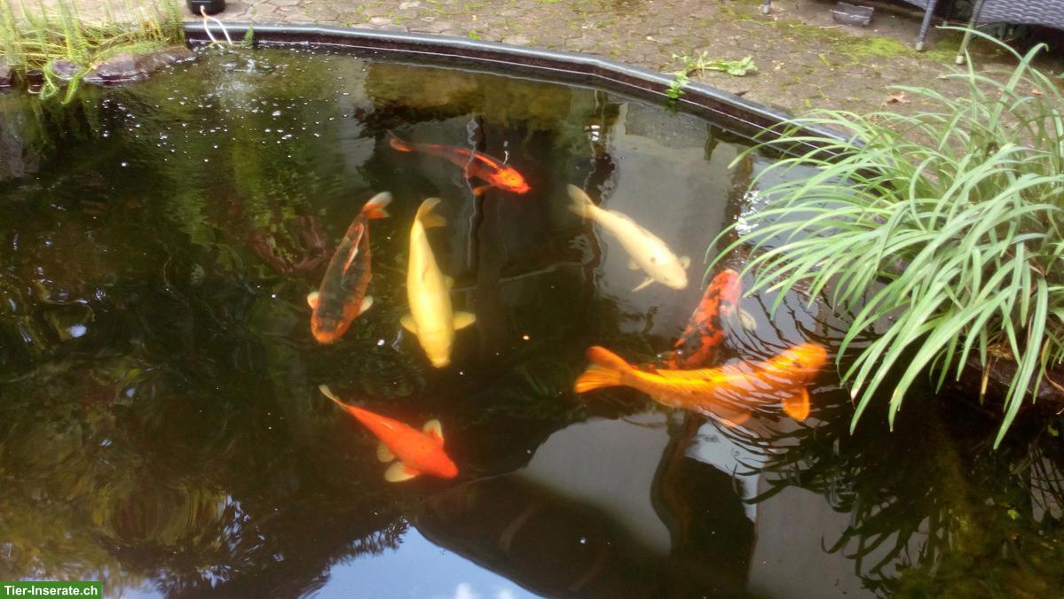 7 Kois Teichfische suchen ein schönes Zuhause