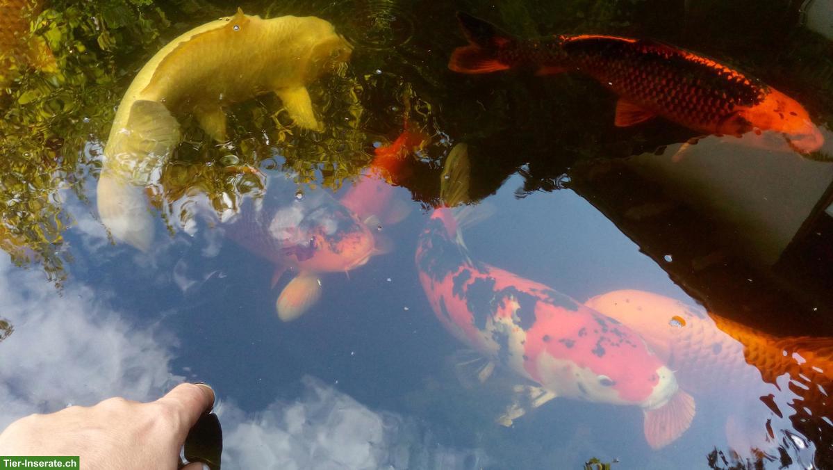 Bild 10: 7 Kois Teichfische suchen ein schönes Zuhause