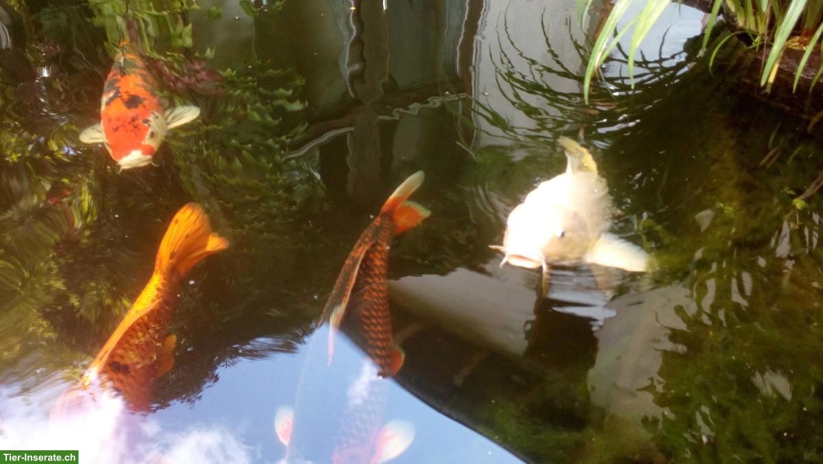Bild 3: 7 Kois Teichfische suchen ein schönes Zuhause