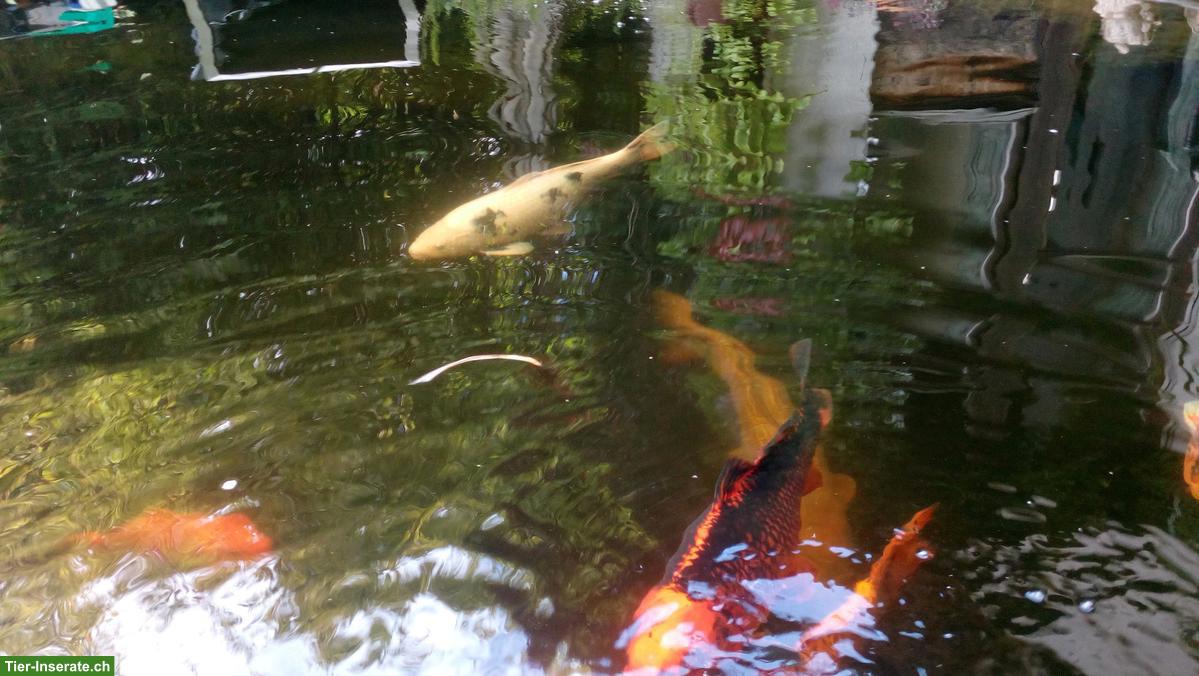 Bild 4: 7 Kois Teichfische suchen ein schönes Zuhause