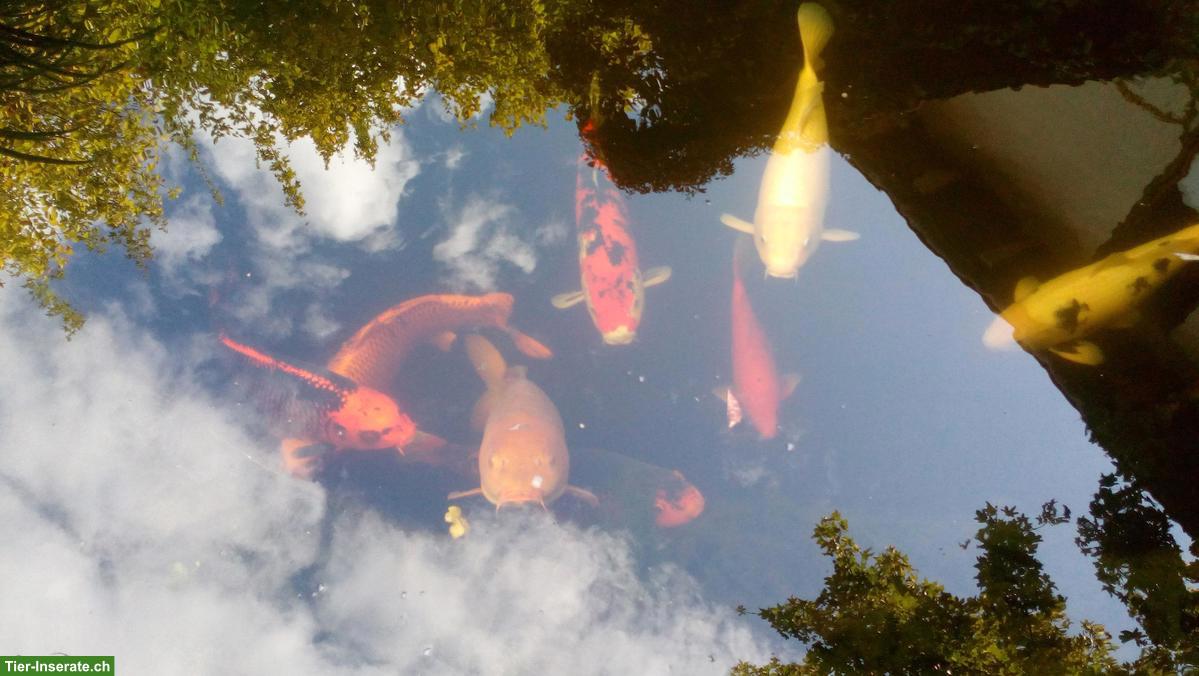 Bild 8: 7 Kois Teichfische suchen ein schönes Zuhause