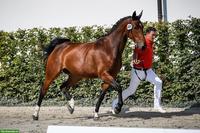 Liebevolle Warmblut-Prämienzuchtstute