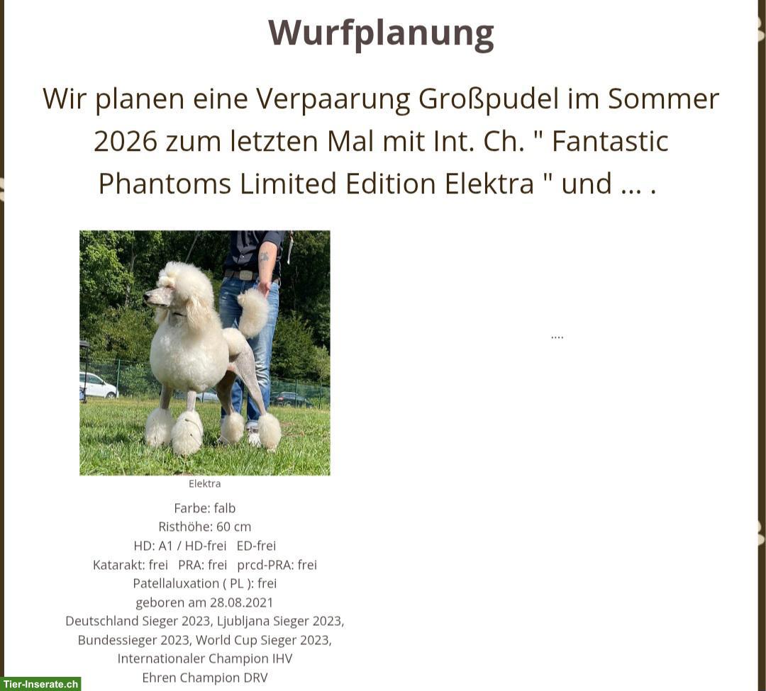 Wurfplanung reinrassiger Großpudel Welpen im Sommer