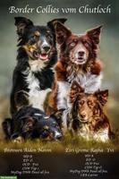 Border Collie Welpen, Rüde & Hündinnen, brindle & tricolour