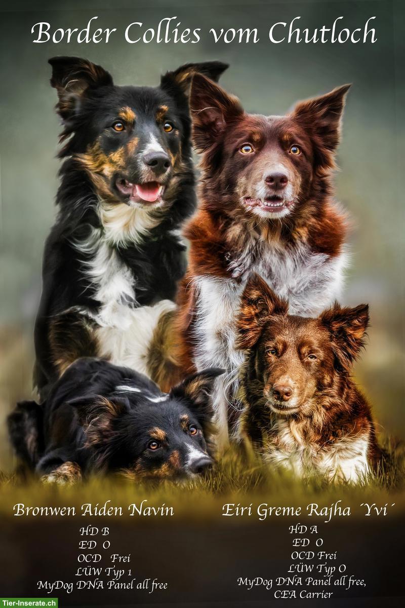 Bild 10: Border Collie Welpen
