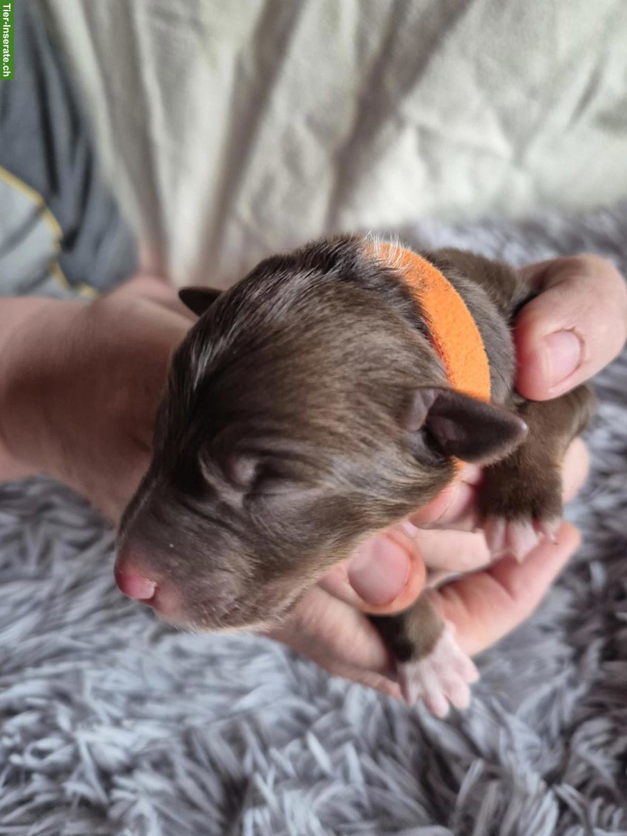 Bild 2: Border Collie Welpen