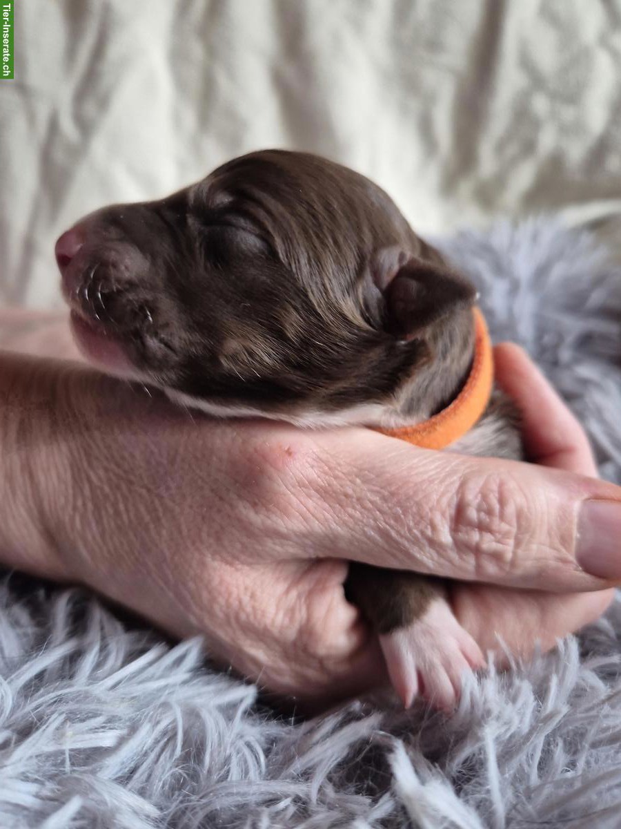 Bild 3: Border Collie Welpen