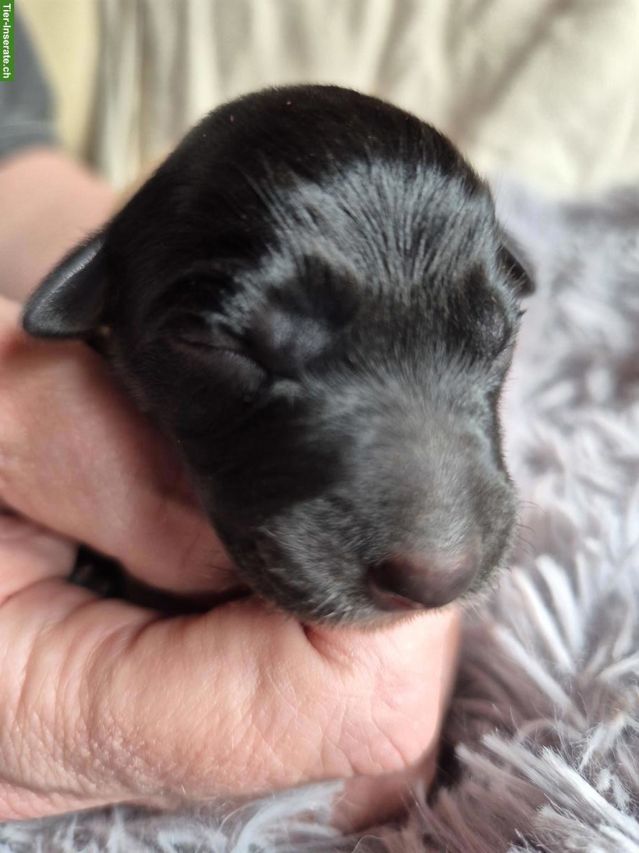 Bild 4: Border Collie Welpen