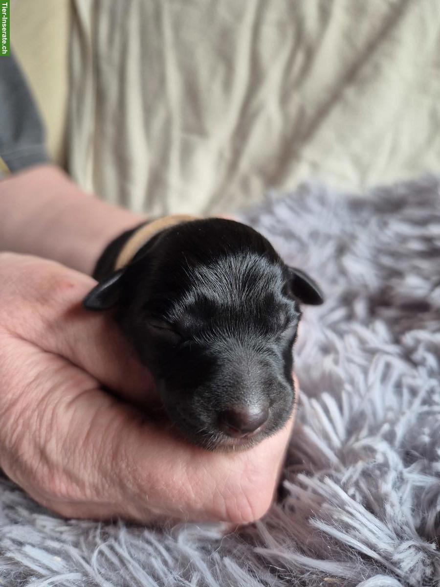 Bild 5: Border Collie Welpen