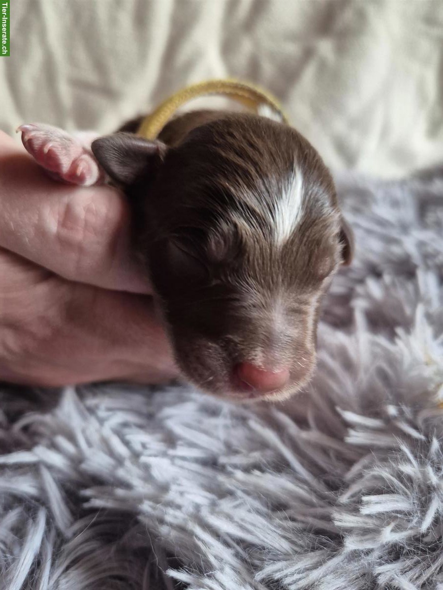 Bild 6: Border Collie Welpen