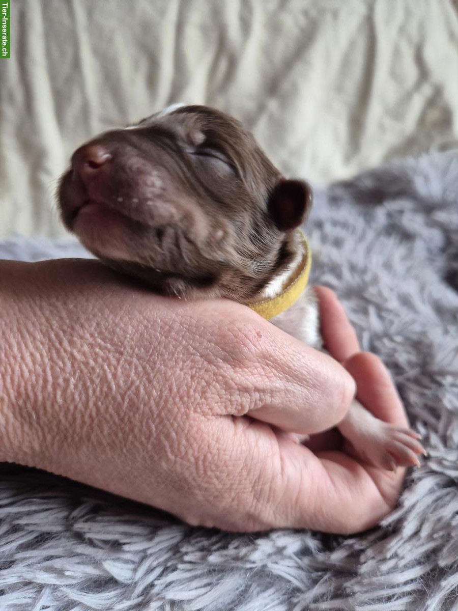 Bild 7: Border Collie Welpen