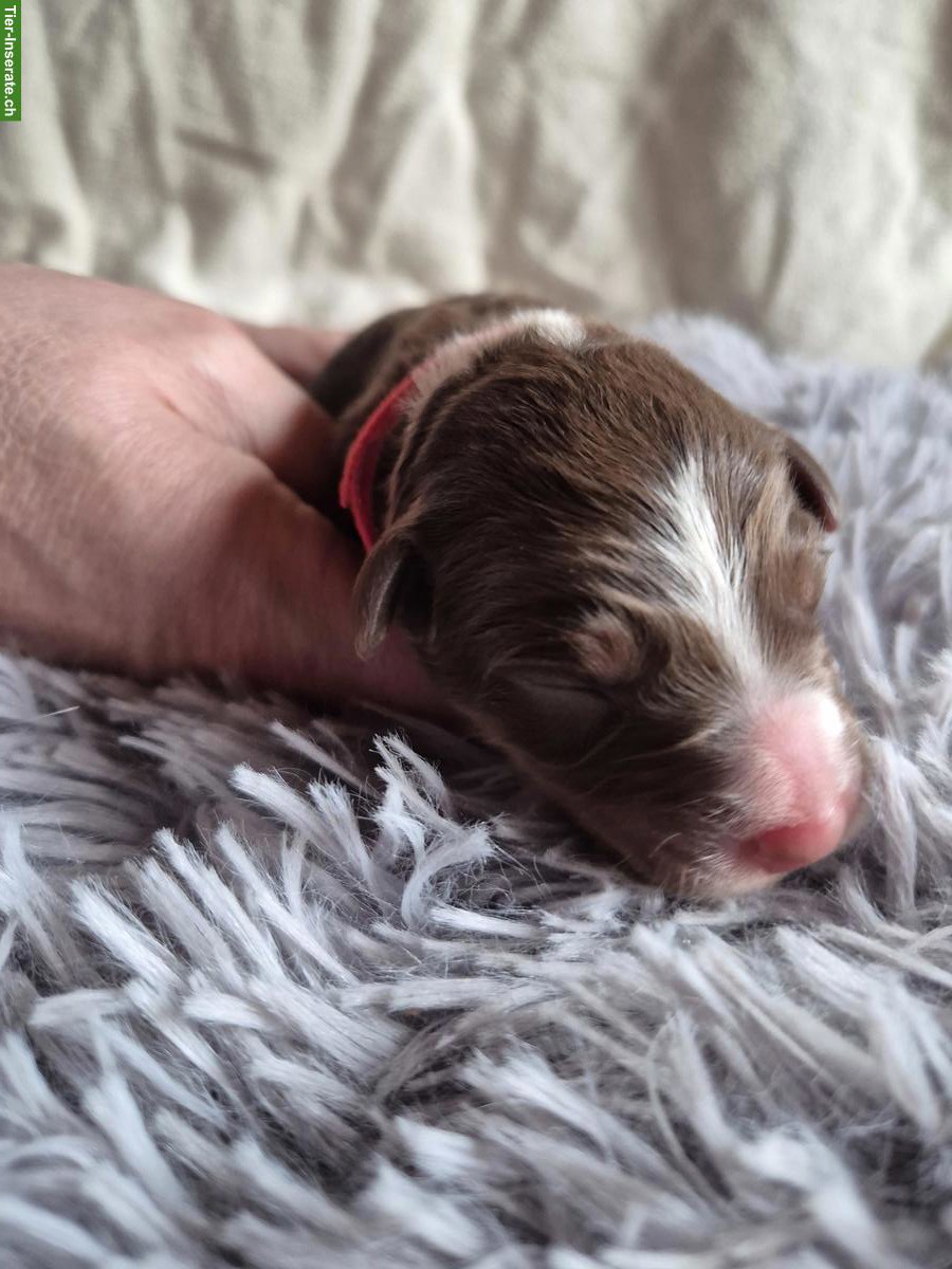 Bild 8: Border Collie Welpen