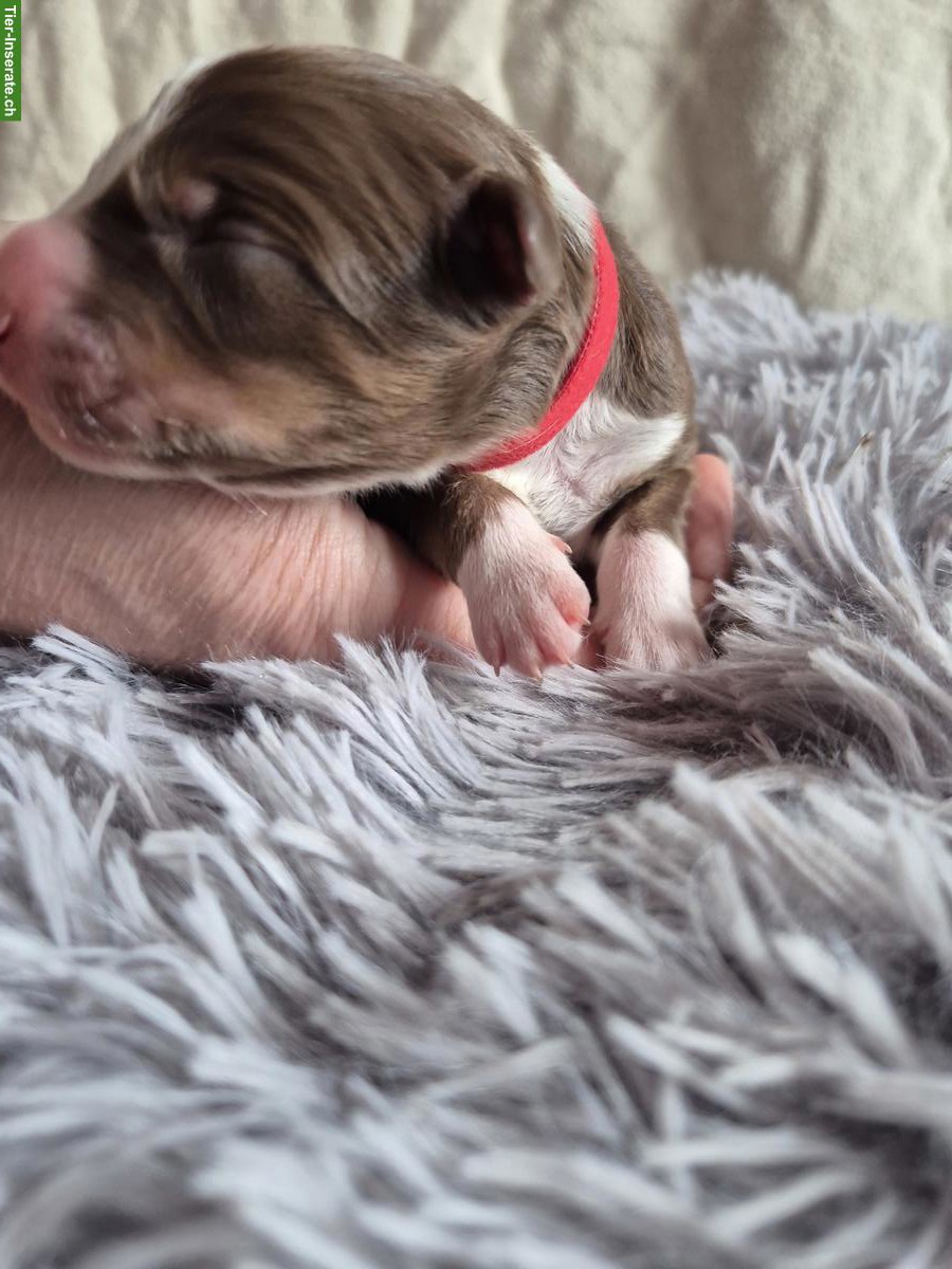 Bild 9: Border Collie Welpen