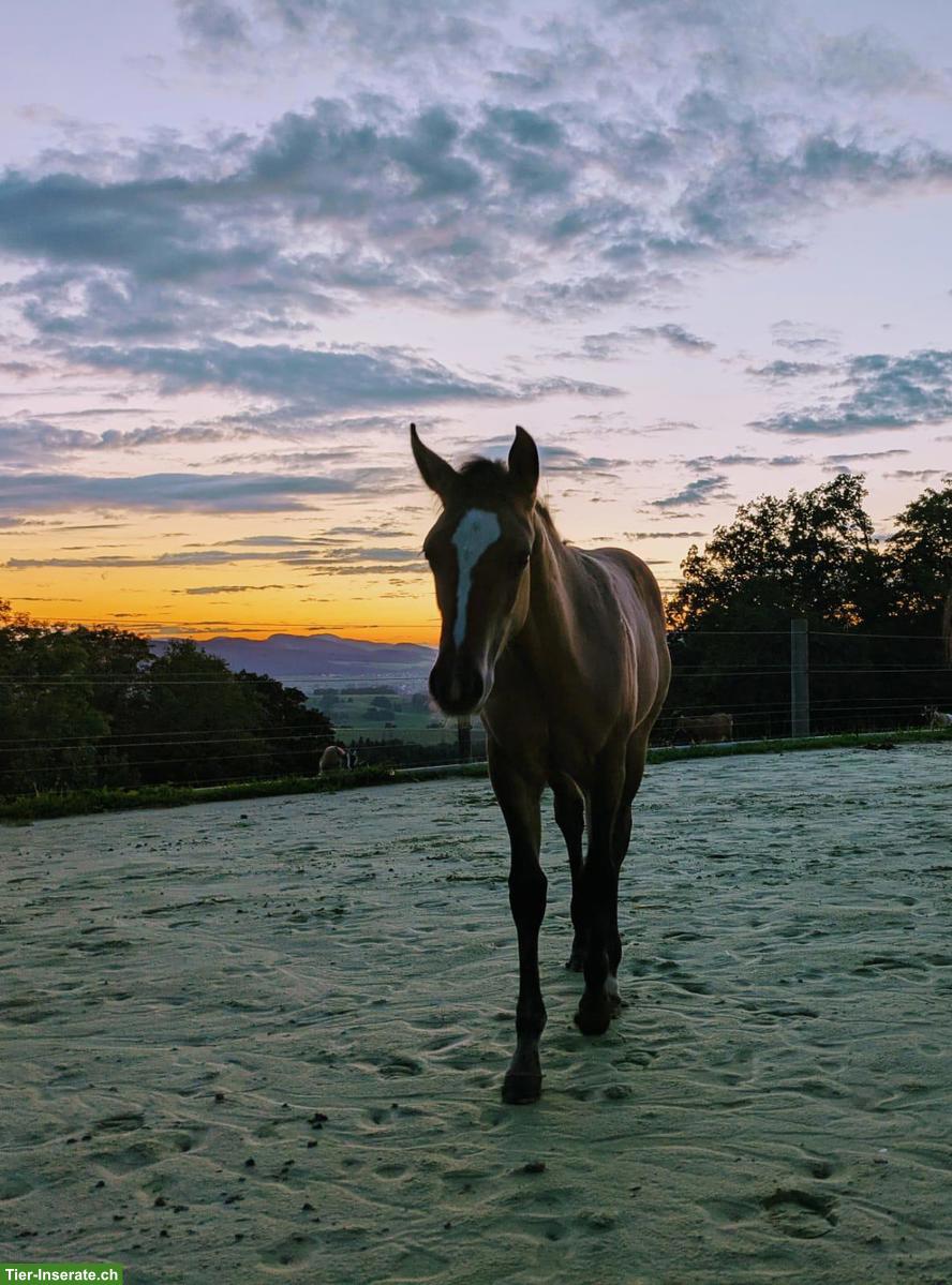 Offenstallplatz frei mit Stalldienst in Himmelried SO