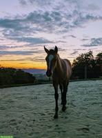 Offenstallplatz frei mit Stalldienst in Himmelried SO
