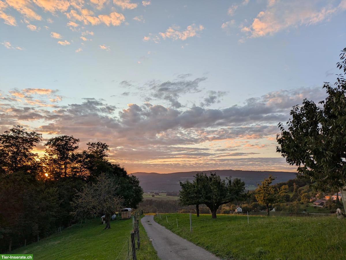 Bild 2: Offenstallplatz frei mit Stalldienst in Himmelried SO