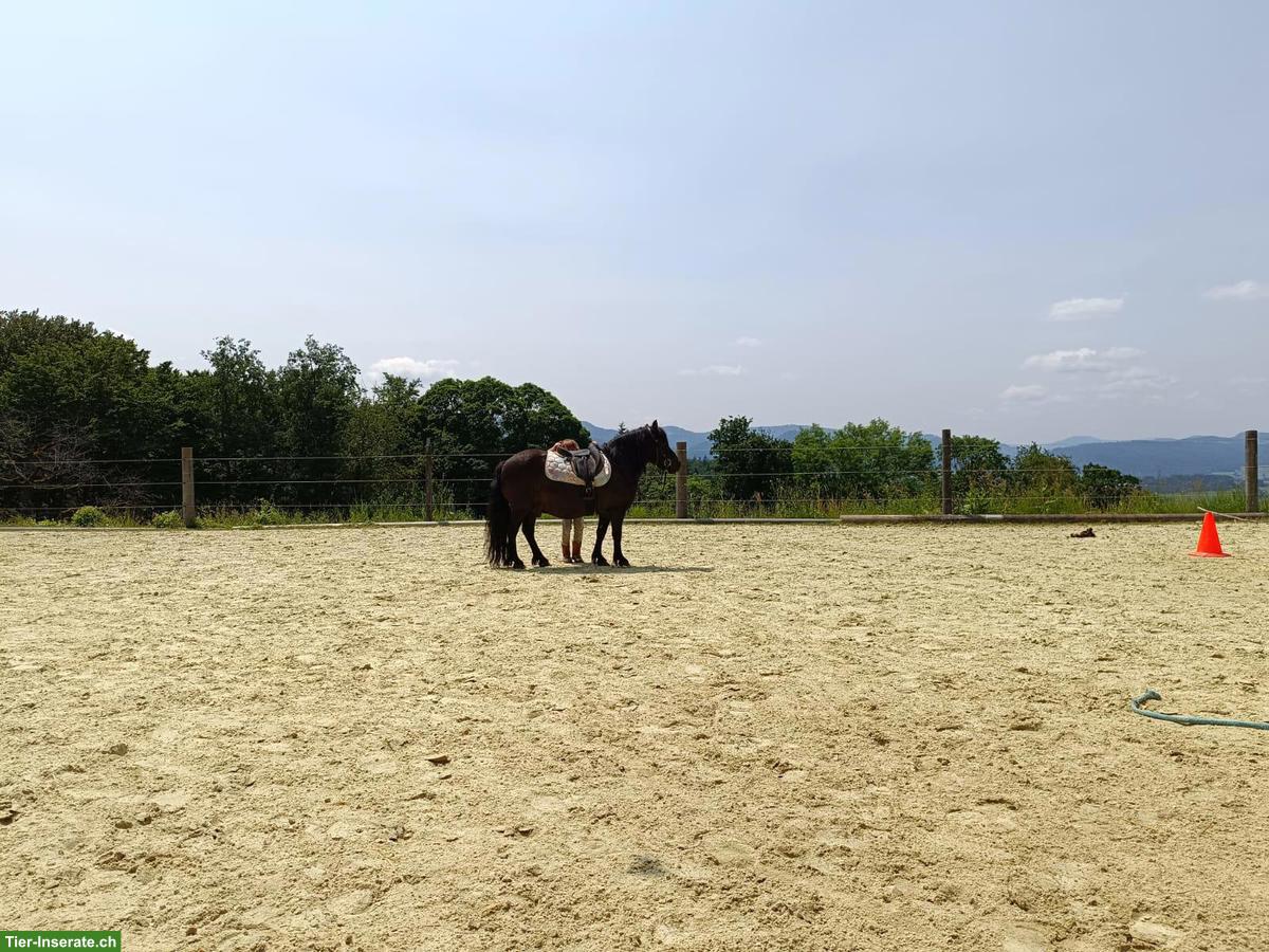 Bild 3: Offenstallplatz frei mit Stalldienst in Himmelried SO